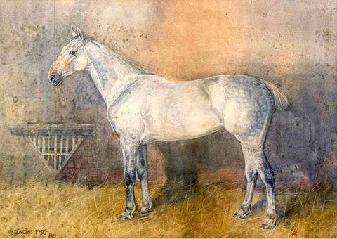 Dappled Grey Horse in a Stable