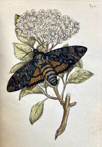Death�s-head Hawk-moth