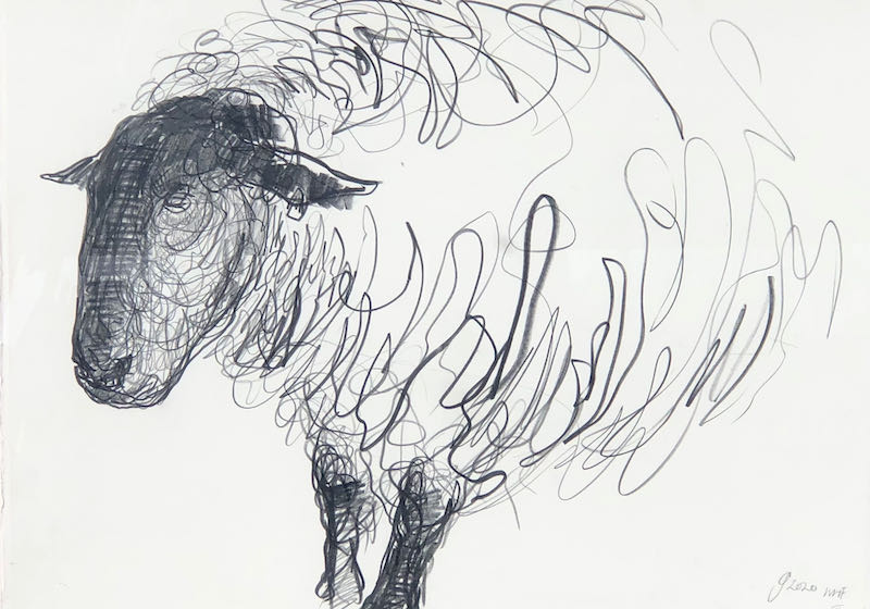 Study of Suffolk Ram III