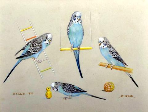 Billy, Study of a Budgerigar