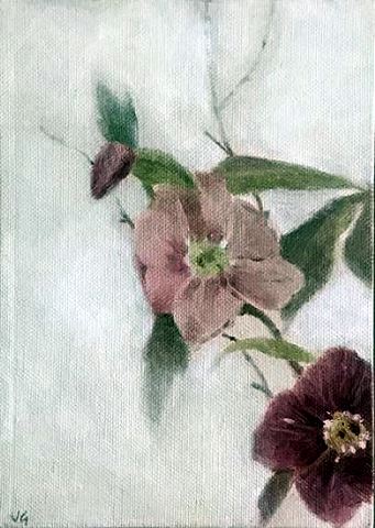 Hellebores