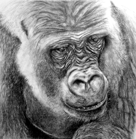 Western Lowland Gorilla