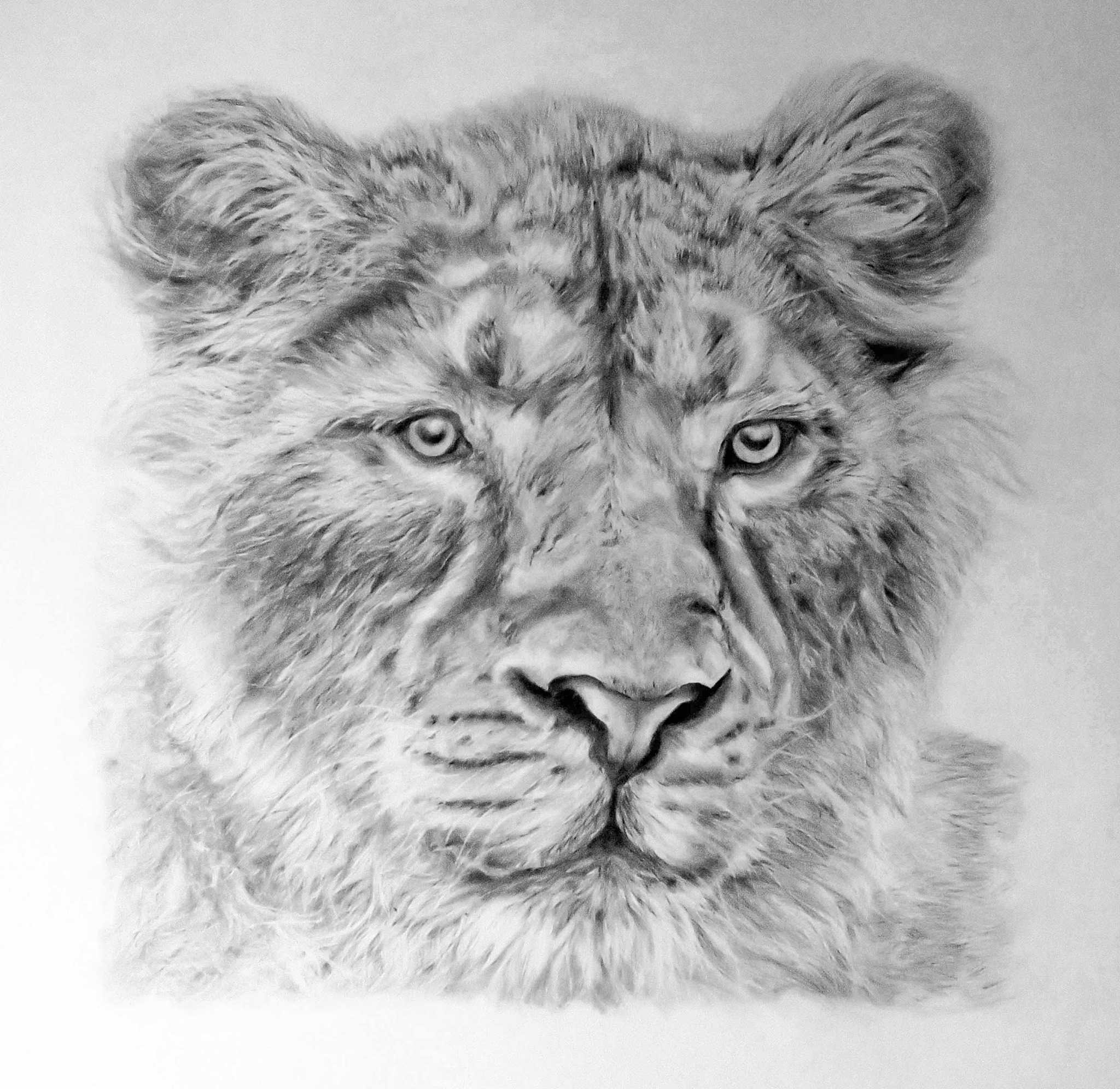 Asiatic Lion