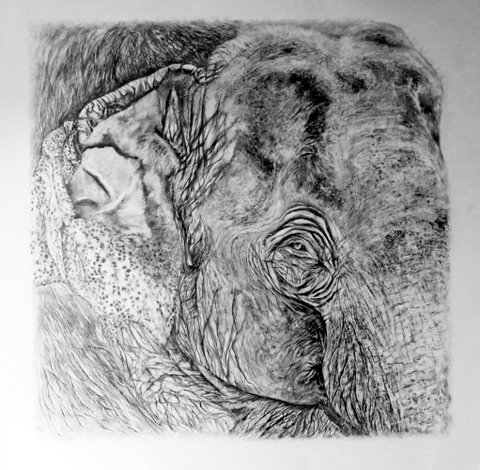 Sri Lankan Elephant