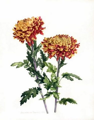 Chrysanthemums