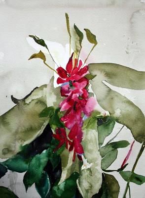 Red Tower Ginger
