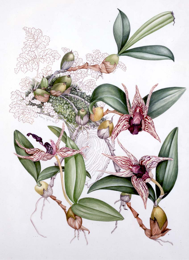 Epigeneium Coelogyne