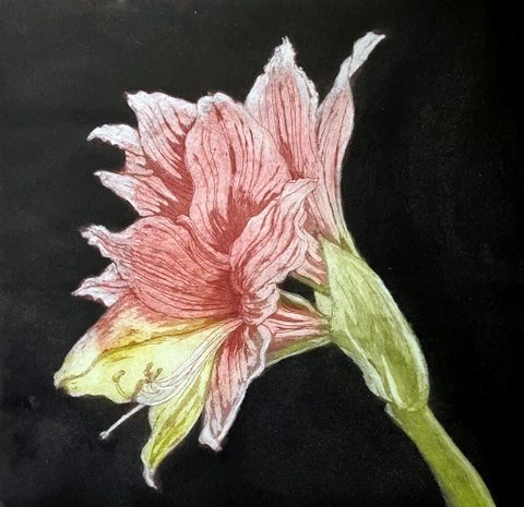 Amaryllis