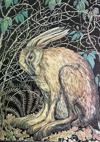 Hare