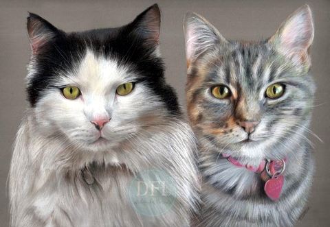 Cat Portraits