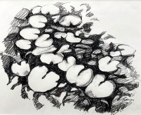 Lilypads