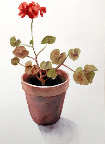 Pelargonium in a Pot