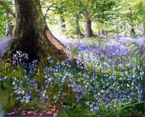 Bluebell Wood, Freston Suffolk