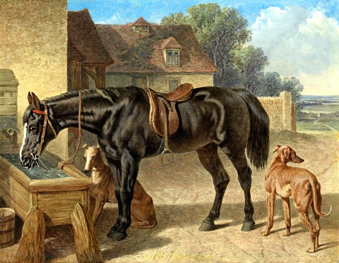 Farmer's Hack drinking from a Trough, with two greyhounds