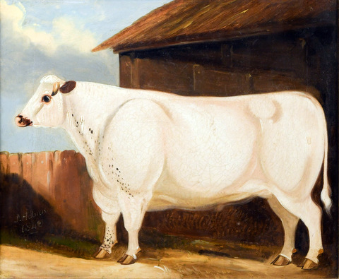 Study of a Heifer