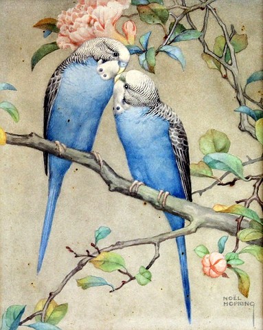 Pair of Budgerigars with deep blue plumage