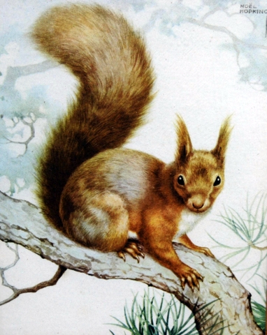 Red Squirrel