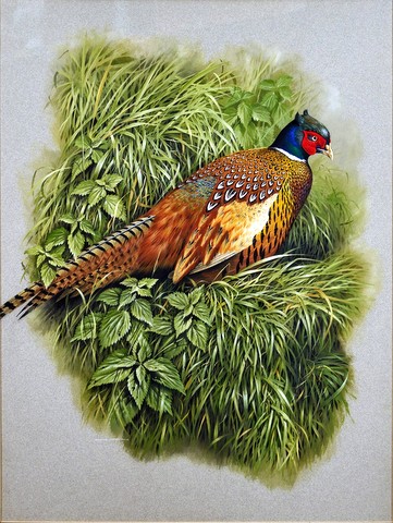 Cock Pheasant