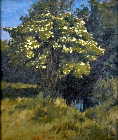 Elder Tree