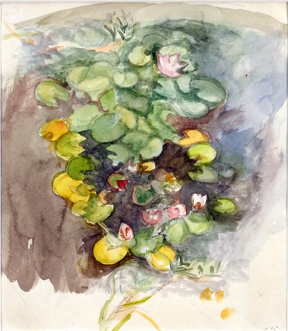 Waterlillies