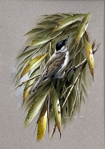 Blackcap