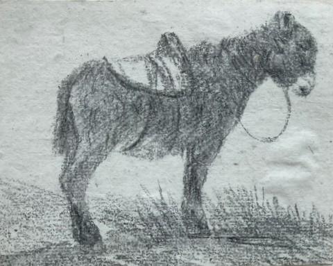 A Donkey