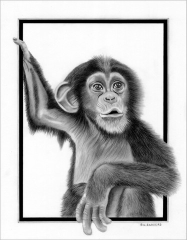 The Chimp