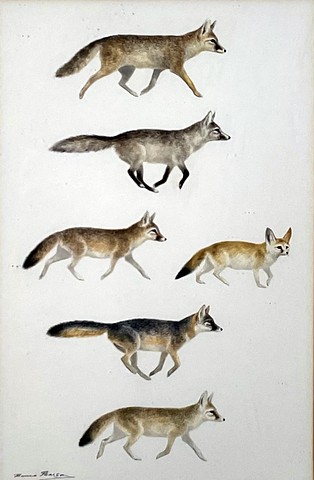Foxes of the World