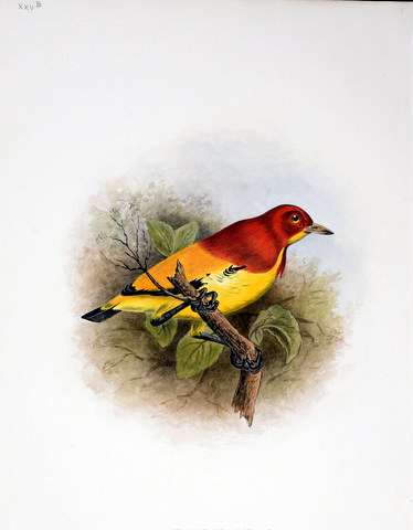 Flame Bowerbird
