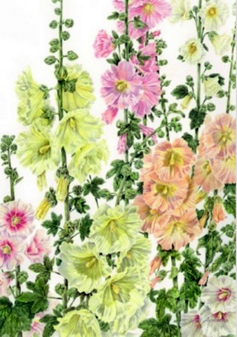 Hollyhocks Sunlight & Shadow