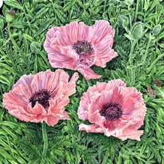Poppies, Sunlight and Shadow