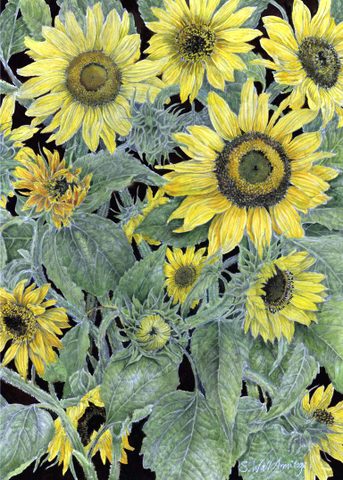 Sunflowers after the gale