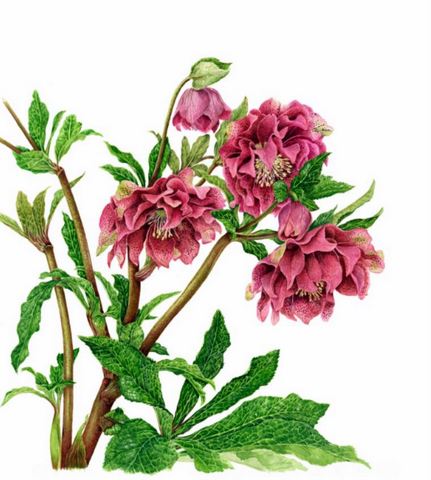 Hellebore 'Diana'