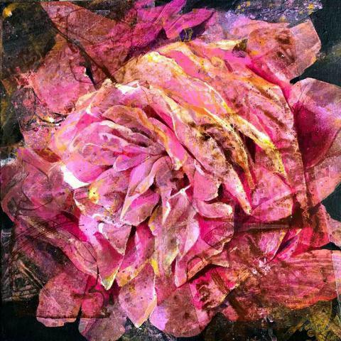 Faded Rose