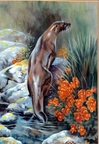Otter
