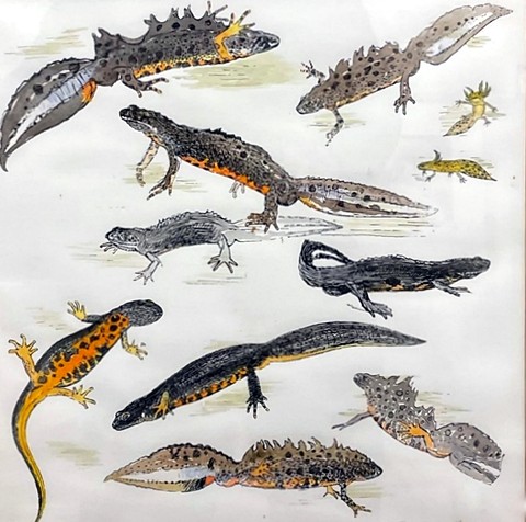 Great Crested Newts