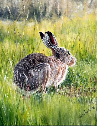 Lone Hare