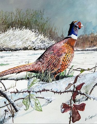 Pheasant