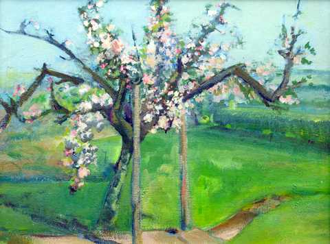 Cherry Blossom