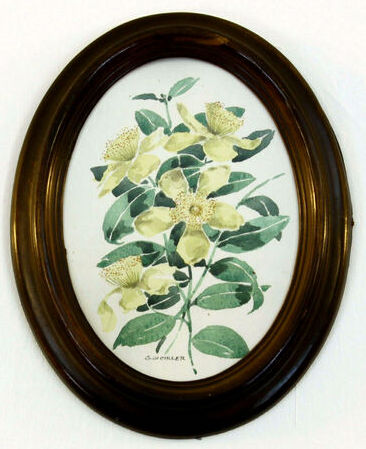 Hypericum