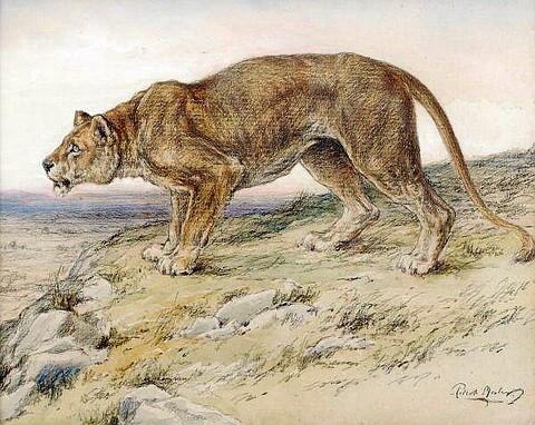 Lioness