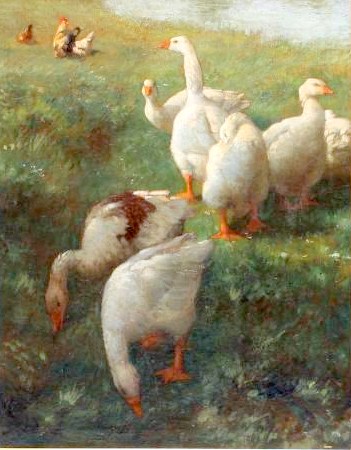 Geese and Chickens