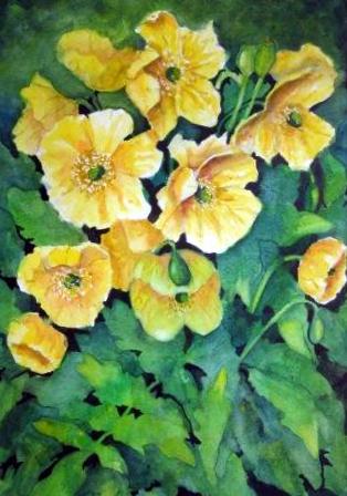 Welsh Poppies
