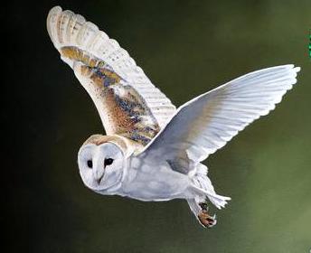 An Owl in Flight