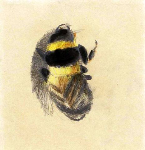 Bumblebee
