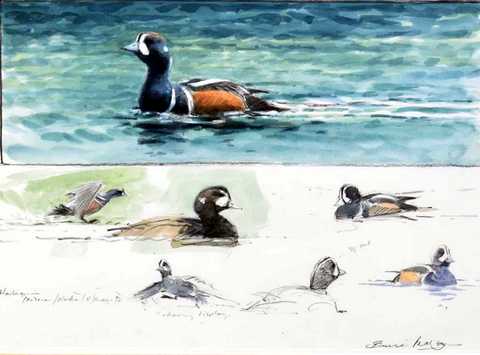 Harlequin Ducks