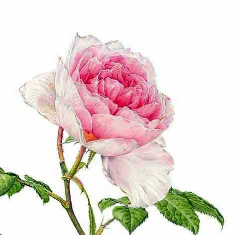Rosa The Ancient Mariner