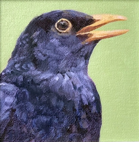 Blackbird singing