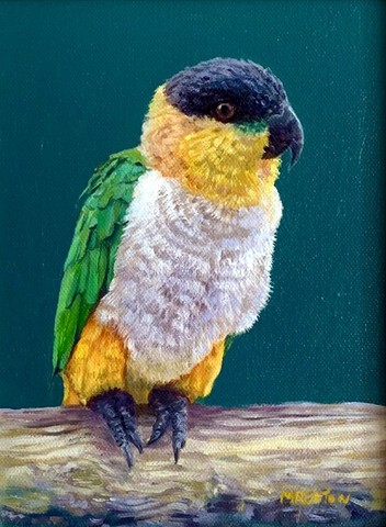 Caique Parrot