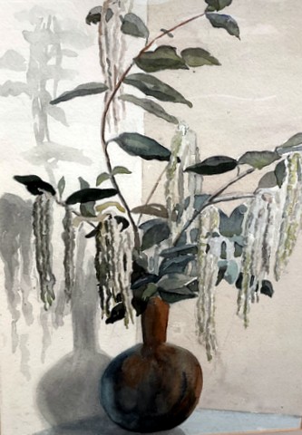 Garrya Elliptica